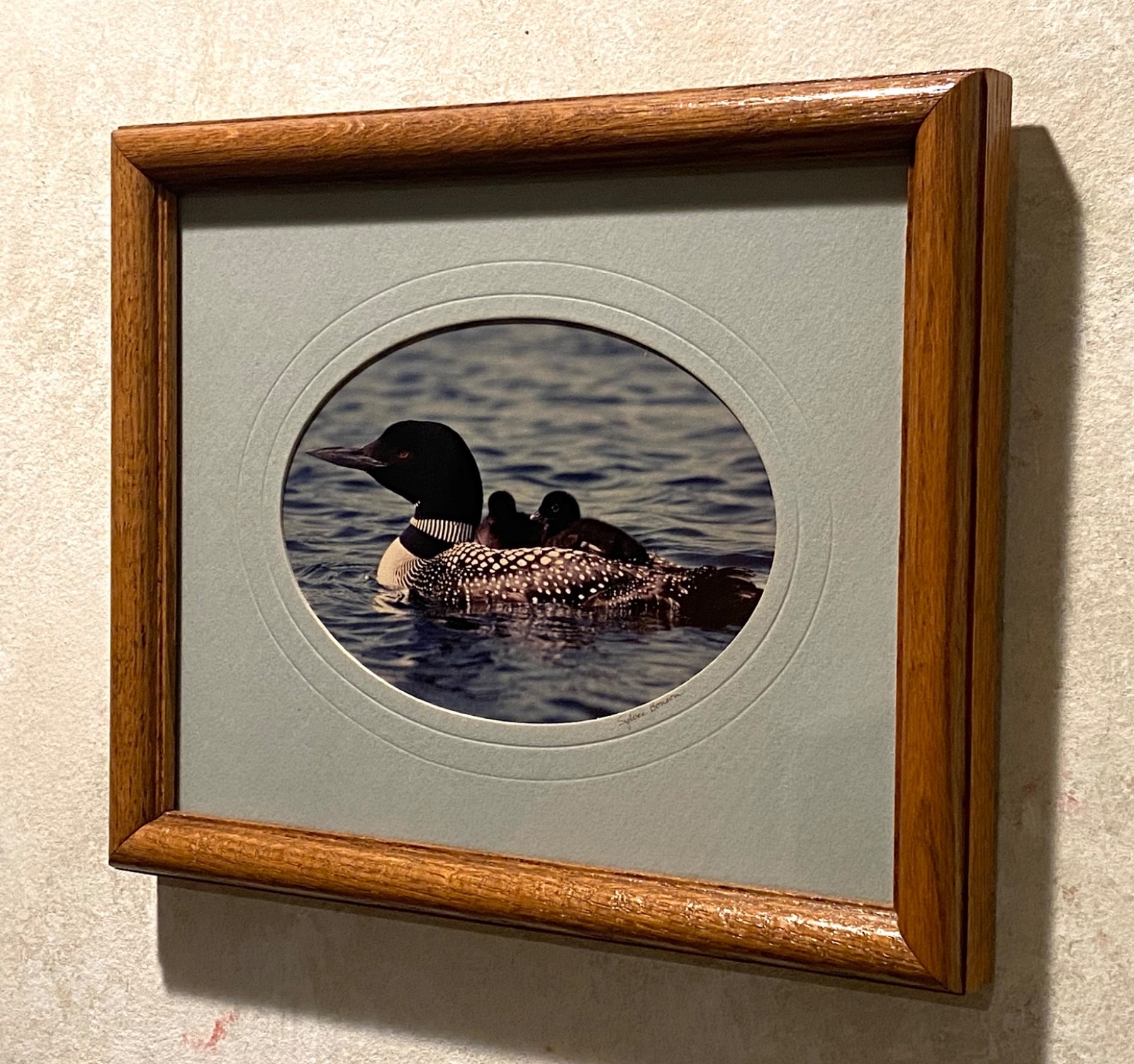 Loon Family, photo, oak frame, matted, artist signed by Sylvia Bonson 11″ x 9″