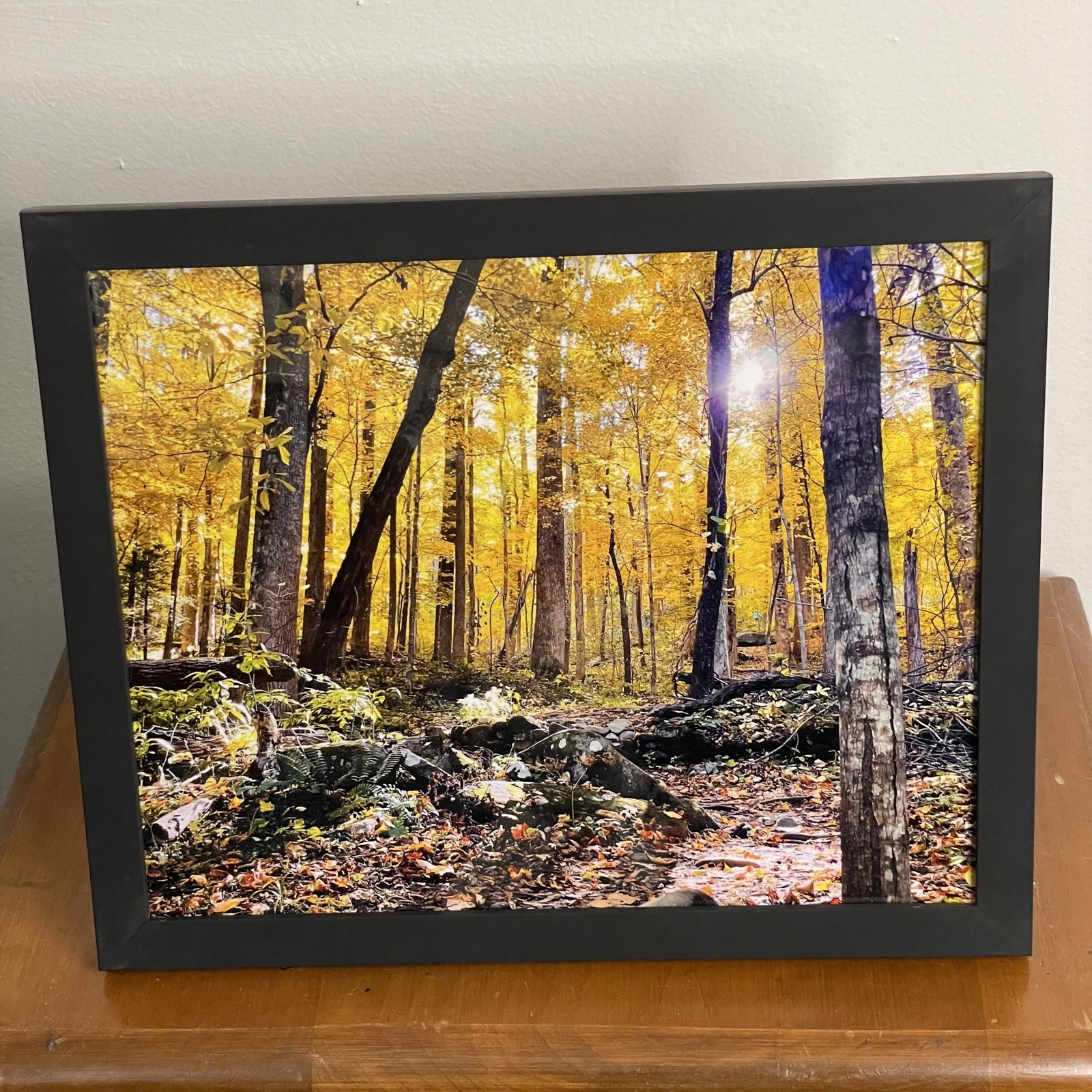 8×10 Golden Yellow Tree Autumn Forest Giclee Photography Print Tennessee