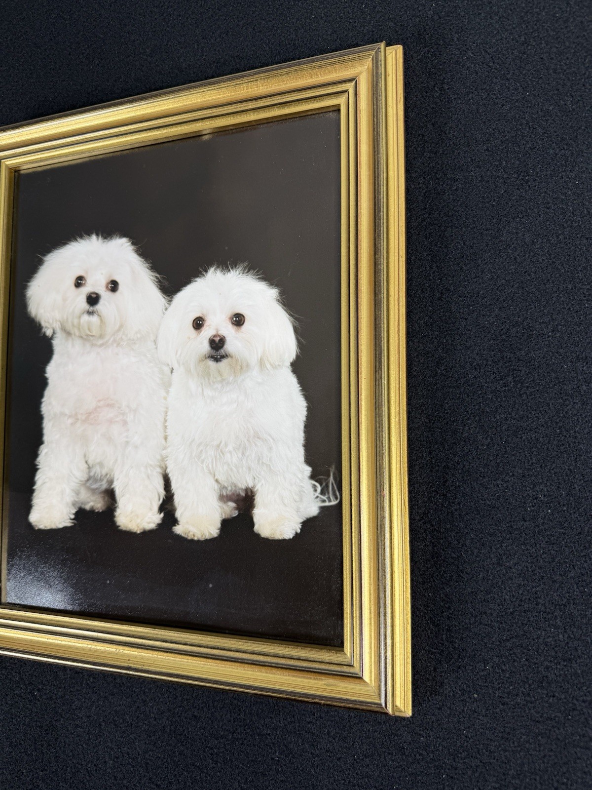 Vtg Original Framed Portrait White Maltese Dogs Gold Color Wood Ready To Hang