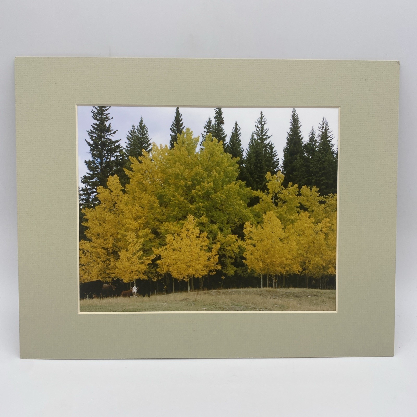 Matted Autumn Forest Landscape Photo Print 11 X 14 Wall Art Gallery Decor