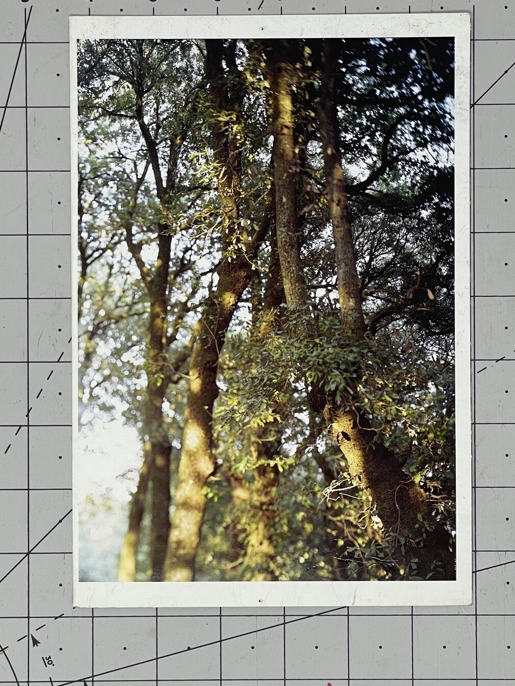 JoAnn Verburg Art Announcement Card 2007