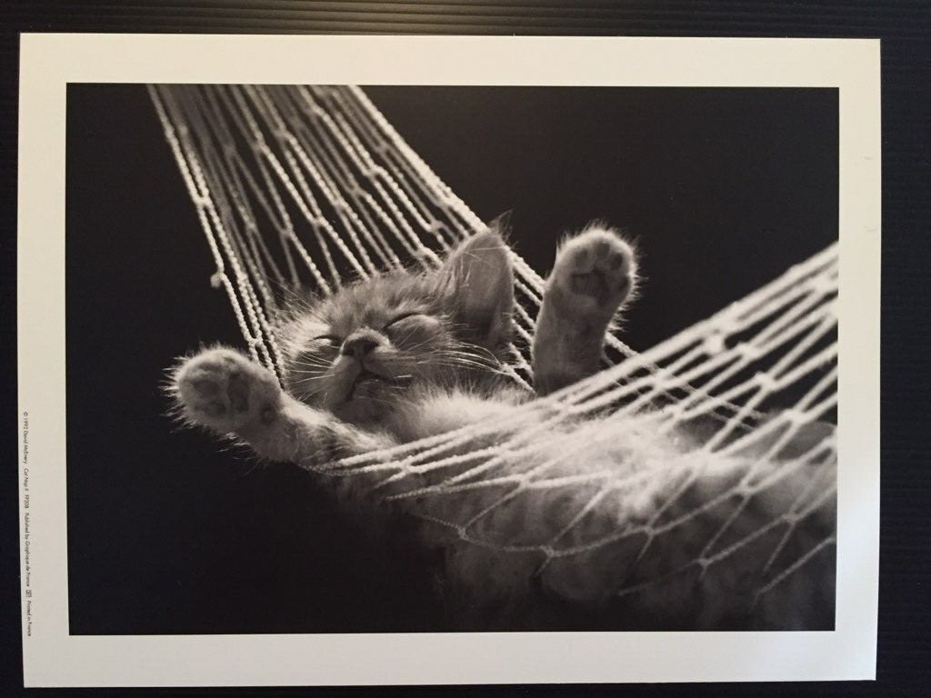 DAVID MCENERY CAT NAP 1992 BLACK & WHITE PHOTOGRAPHS OF CATS SLEEPING 12″W X 9″H