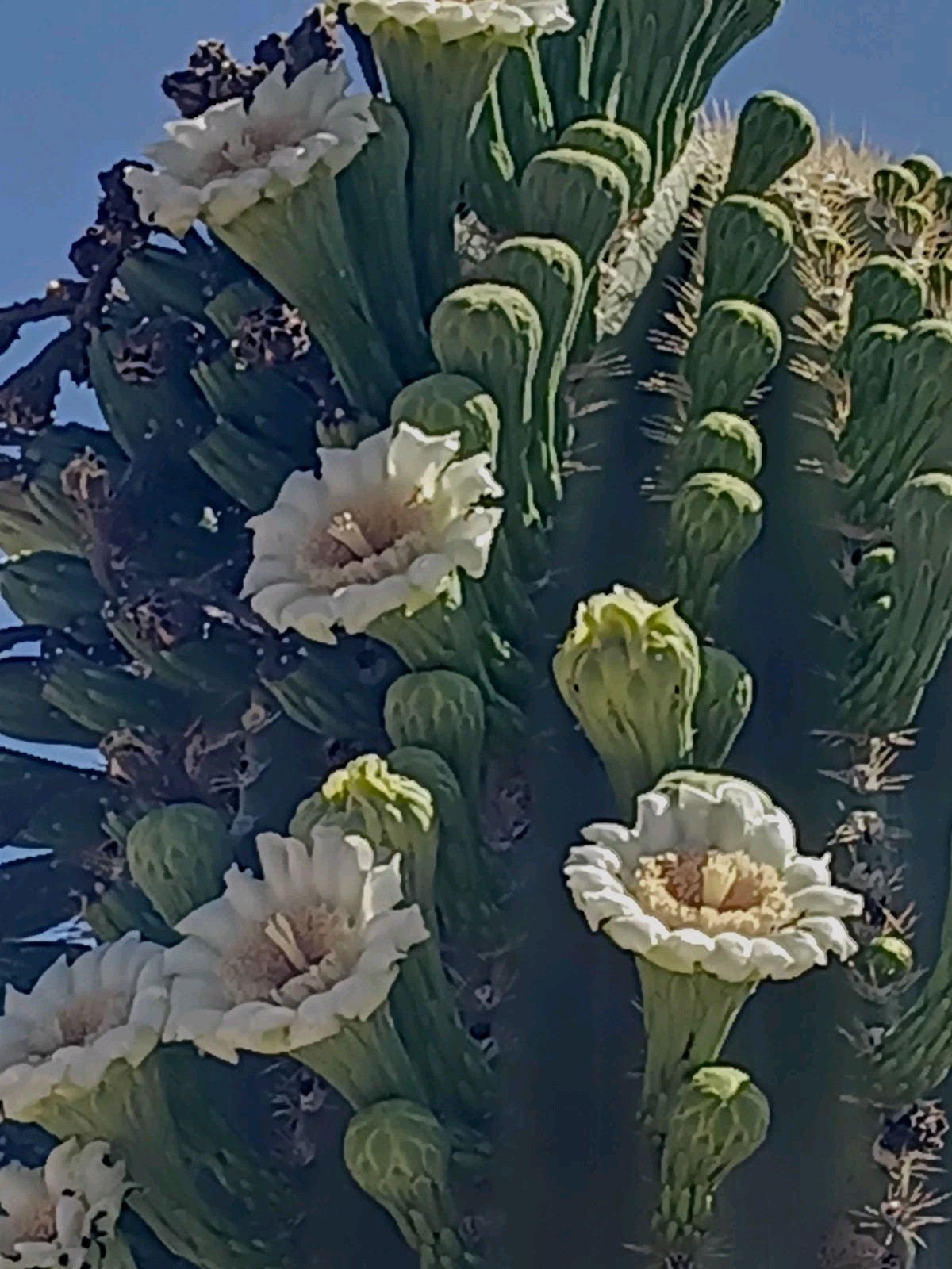 8 “x 10″Saguaro Blooms AZ Print Bluebonster-Art, Hand Signed/ Numbered