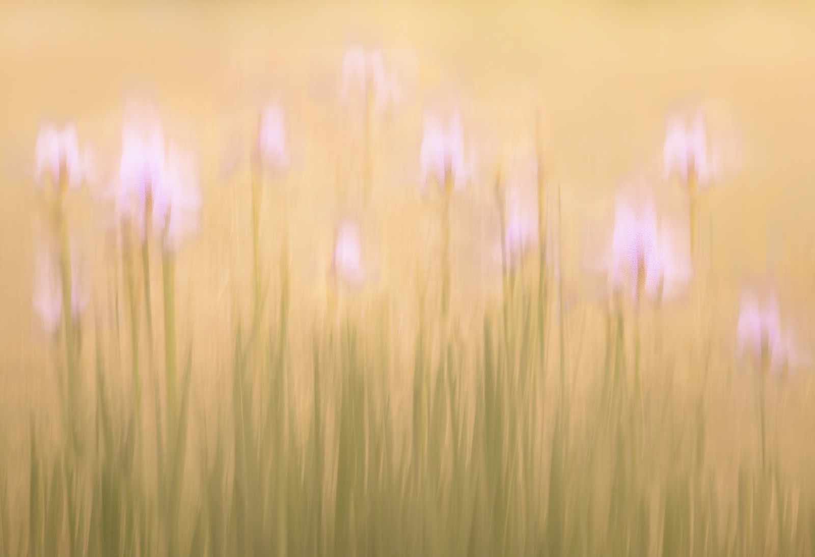 Pink Iris Photograph, Watercolor photograph, Minimal Flower Print