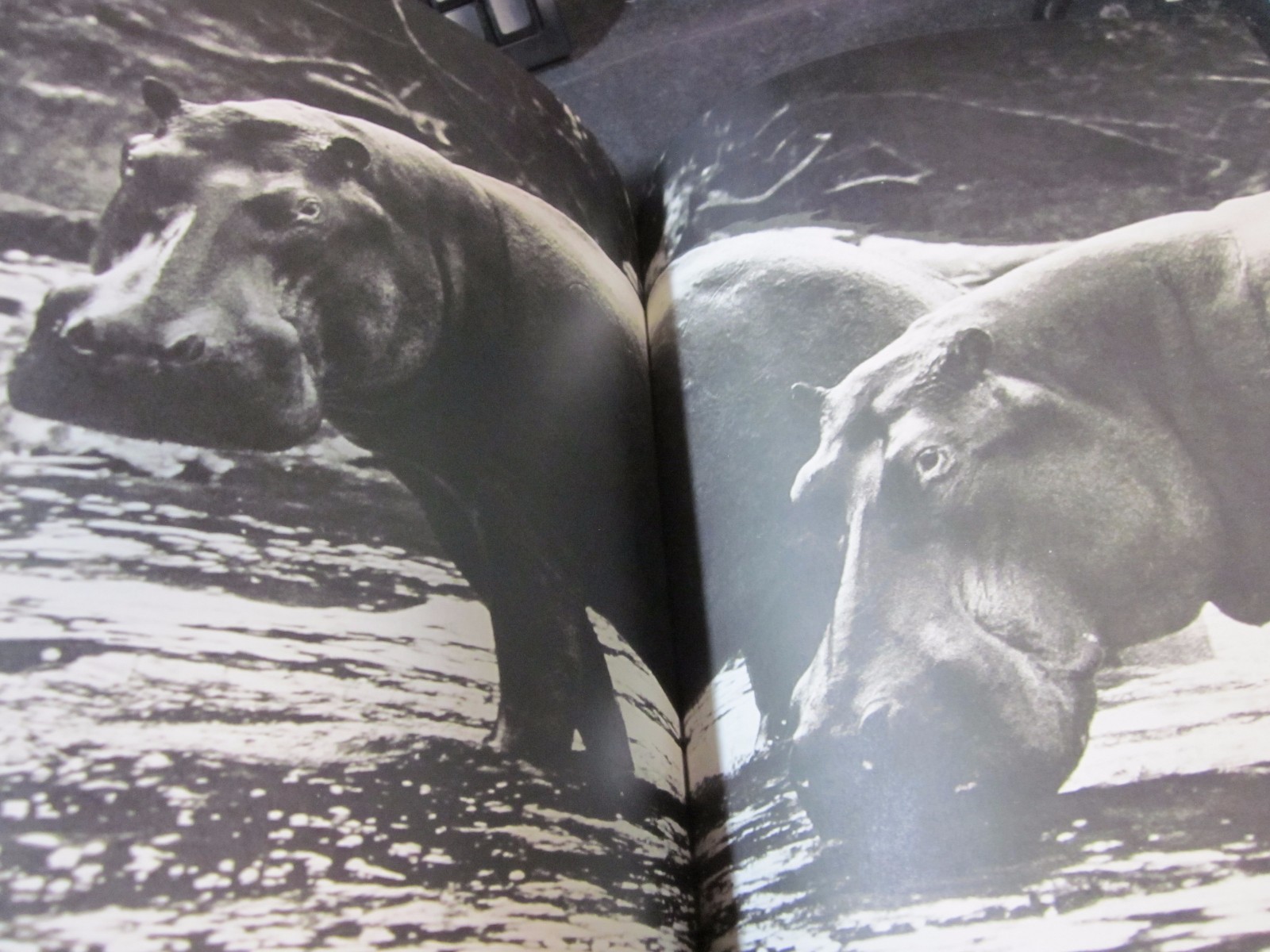 Peter Beard Photo book THE LAST WORD FROM THE PARADISE 1979 1st. edition Japan