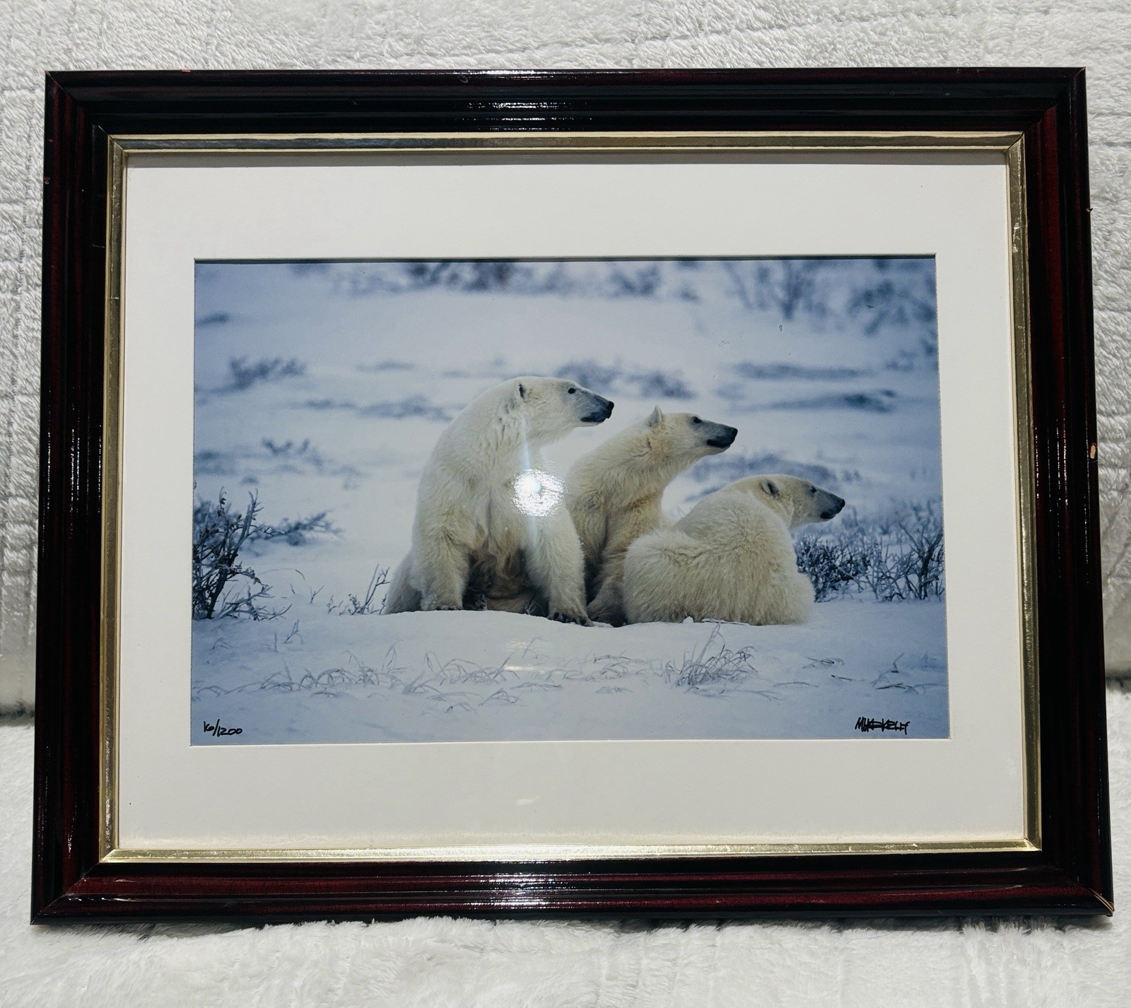 Mike Kelly Framed Limited Edition Photograph Polar Bears in Snow Signed 16/1200