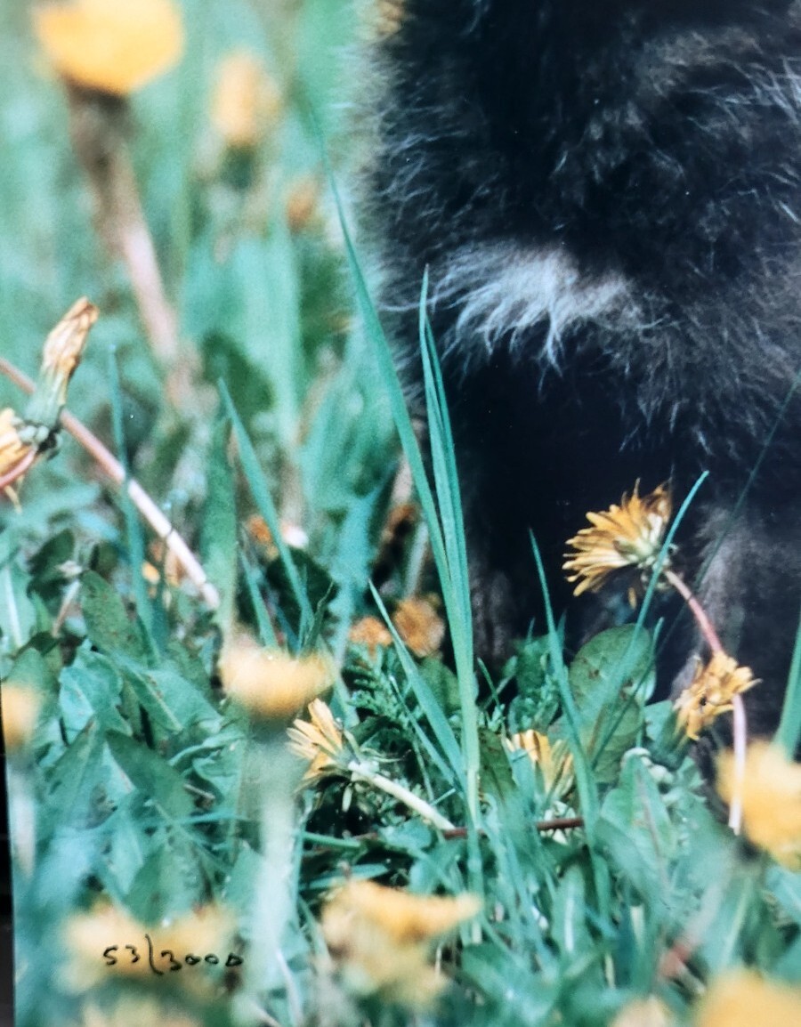 Wild Life Photography Wolf Cub