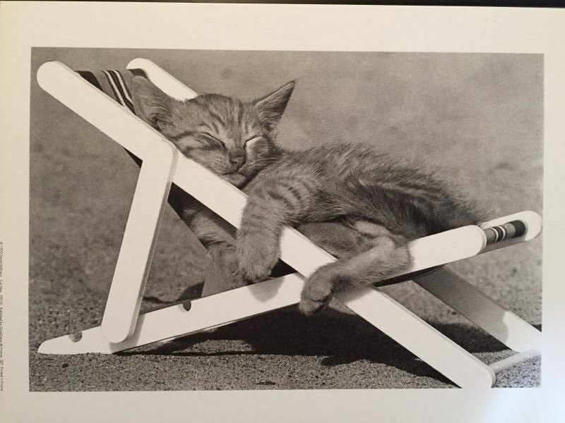 DAVID MCENERY CAT NAP 1992 BLACK & WHITE PHOTOGRAPHS OF CATS SLEEPING 12″W X 9″H