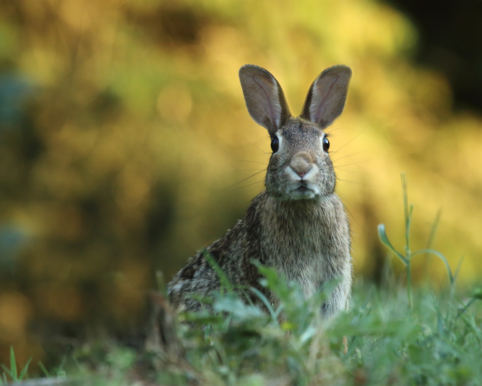 Bunny in a Field 8″x10″ Photograph Print 8×10
