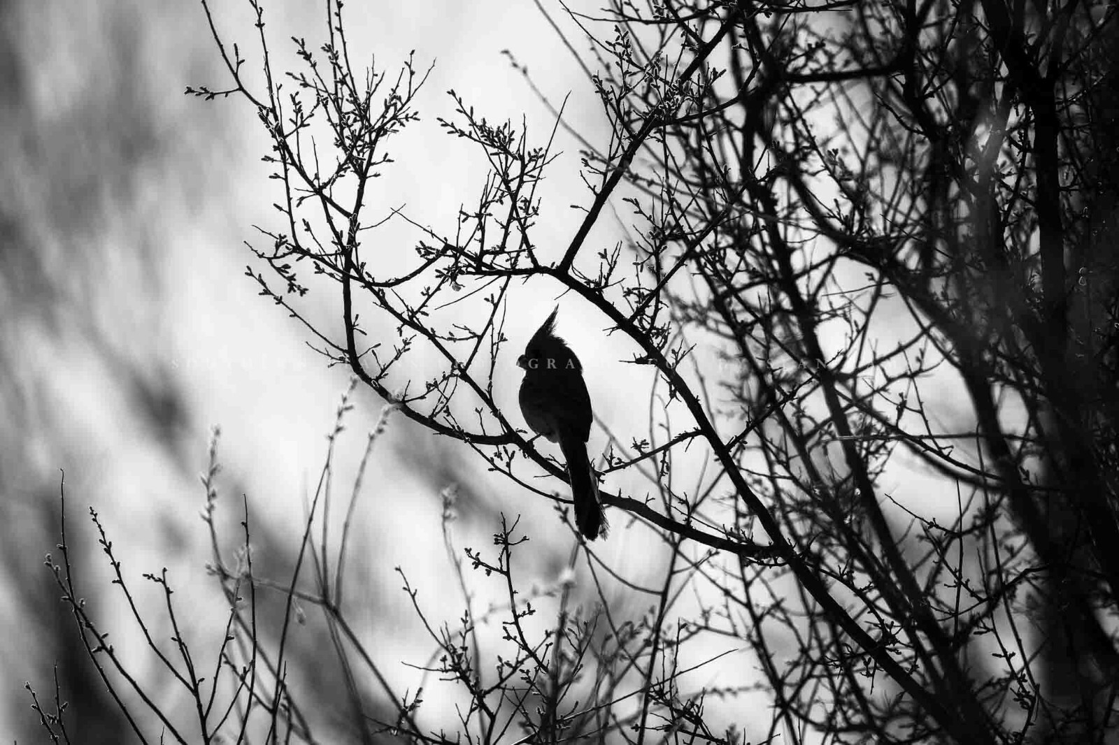 Cardinal Photography Print: Arizona Black & White Bird Desert Southwest Photo