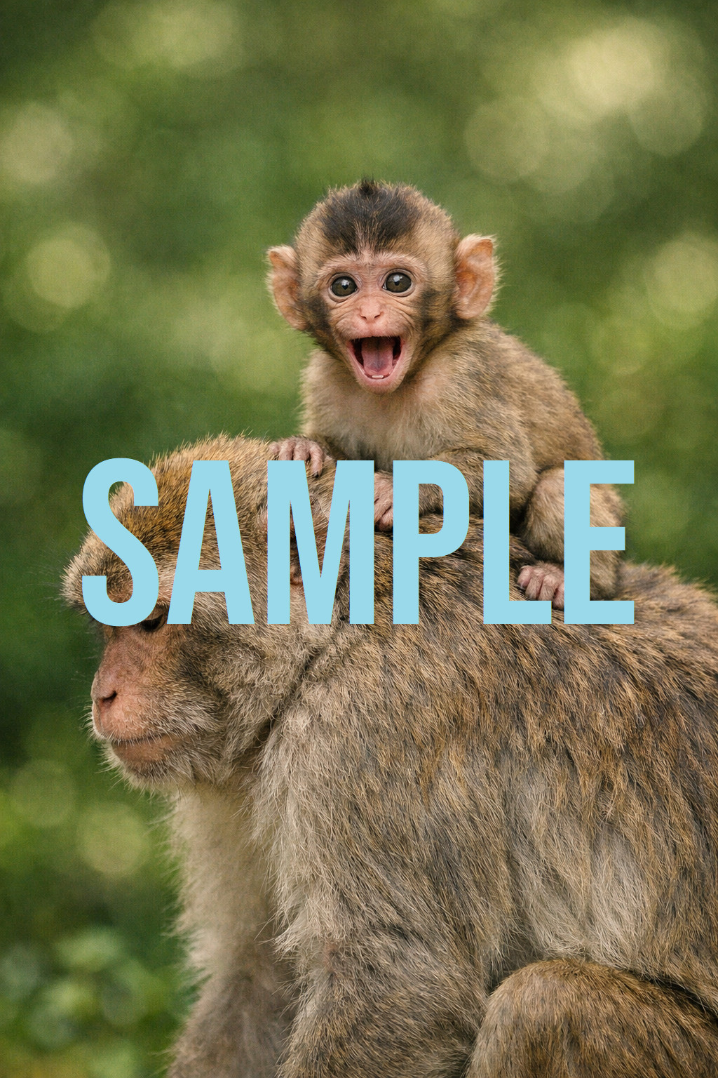 Digital Download Art Photo Image Wallpaper Background Desktop Printable Monkeys