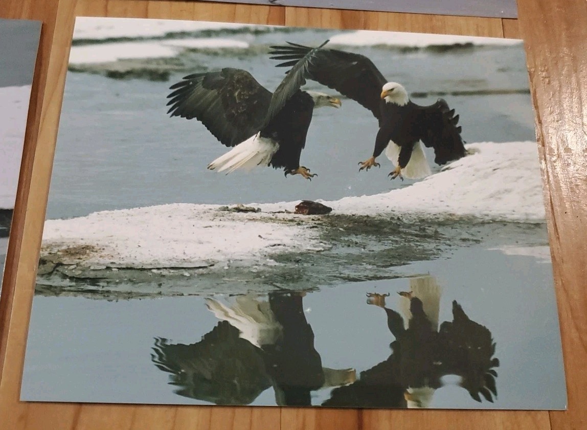 American Bald Eagle Print Pictures Lot of 4 Eagles with Magpies Bird Nature 8×10