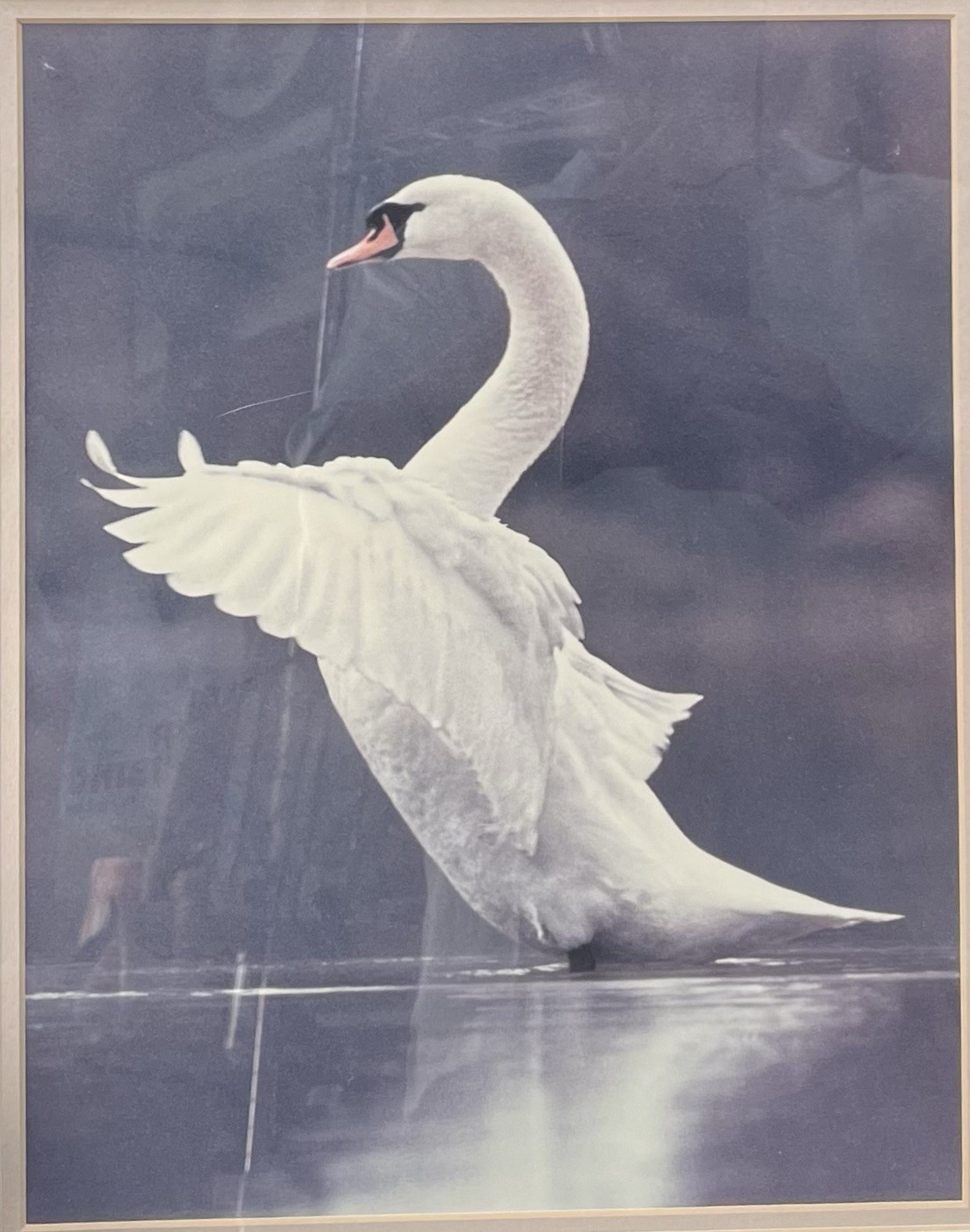 Vintage Mute Swan Fine Art Print Framed Double Matted Wildlife Photography