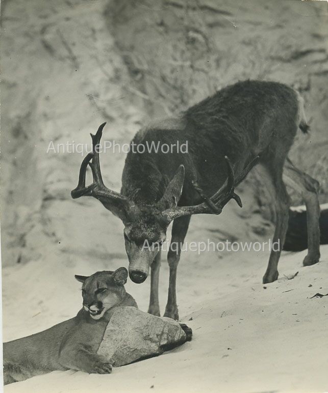 Deer with lioness lion antique winter photo