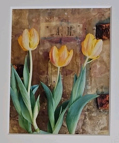Lenny Lyons Bruno Art Photograph Yellow Tulips Still Life Matted 11×14