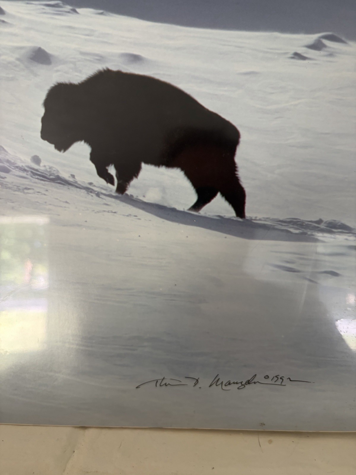 Thomas Mangelsen, High Plains Bison 14”x20”Limited Edition Color Photo 56 Of 960