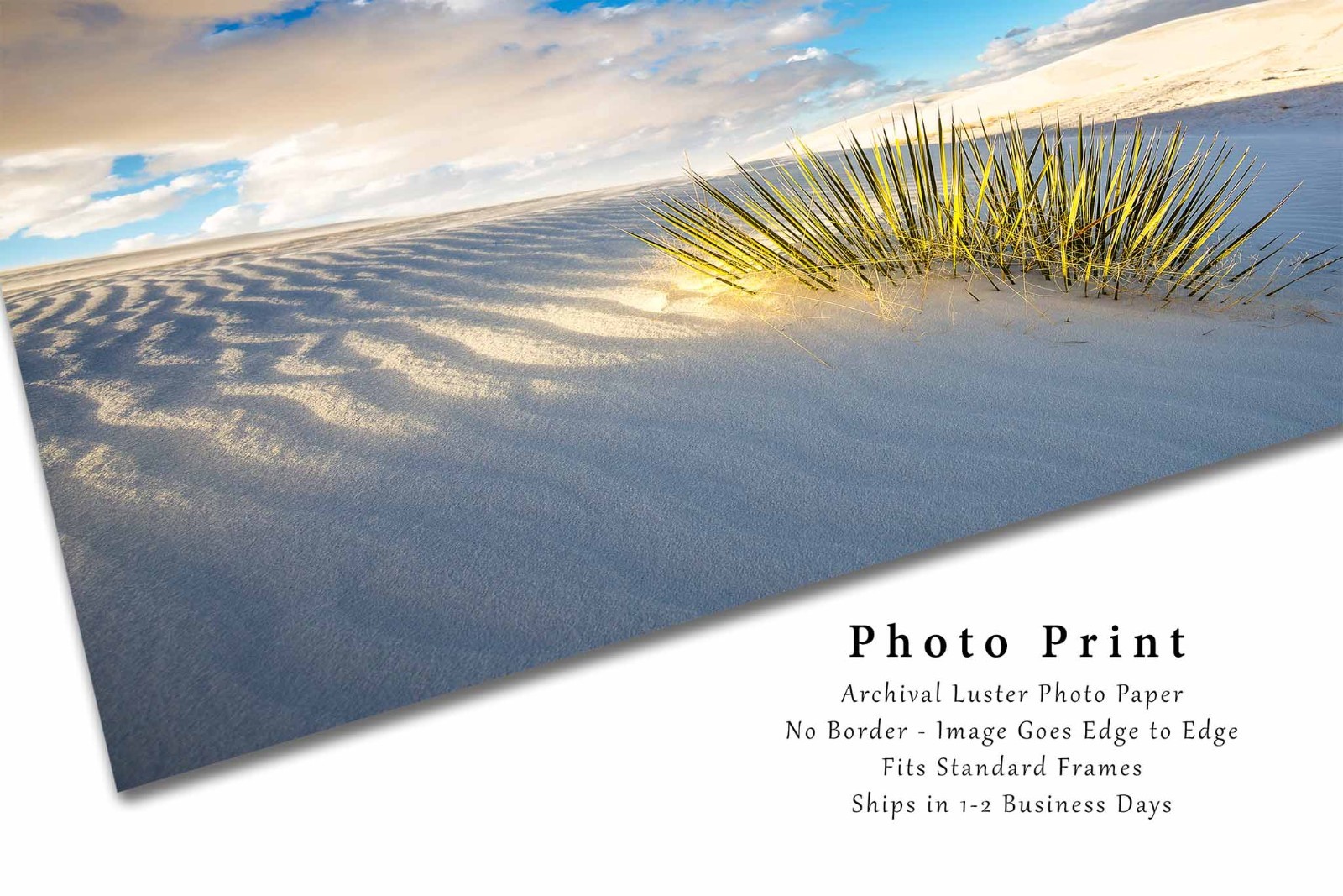 Desert Photography Print: White Sands National Park New Mexico Yucca Plant Photo