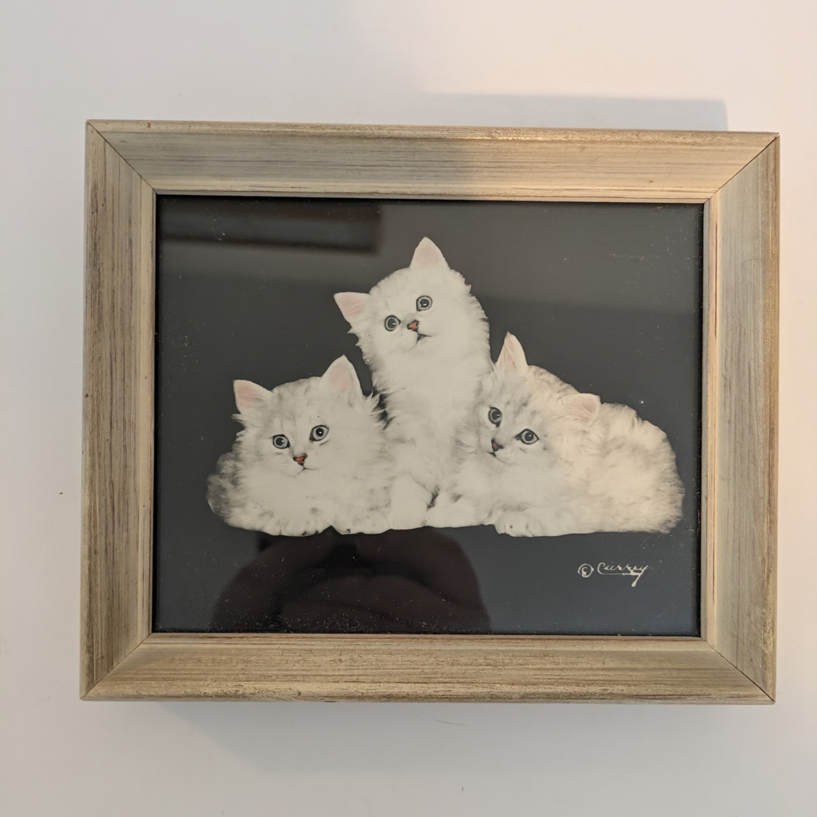 Bradley R Currey Cats Pictures Lot Of 6 White Cats 5.5″ X 4.5″ Piano Books Chair