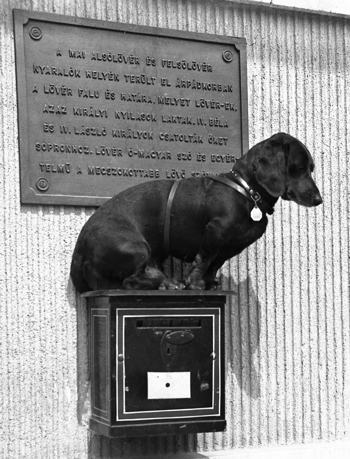sweet dog, dachshund, on post box, funny, unusual, 1930’s it is an original