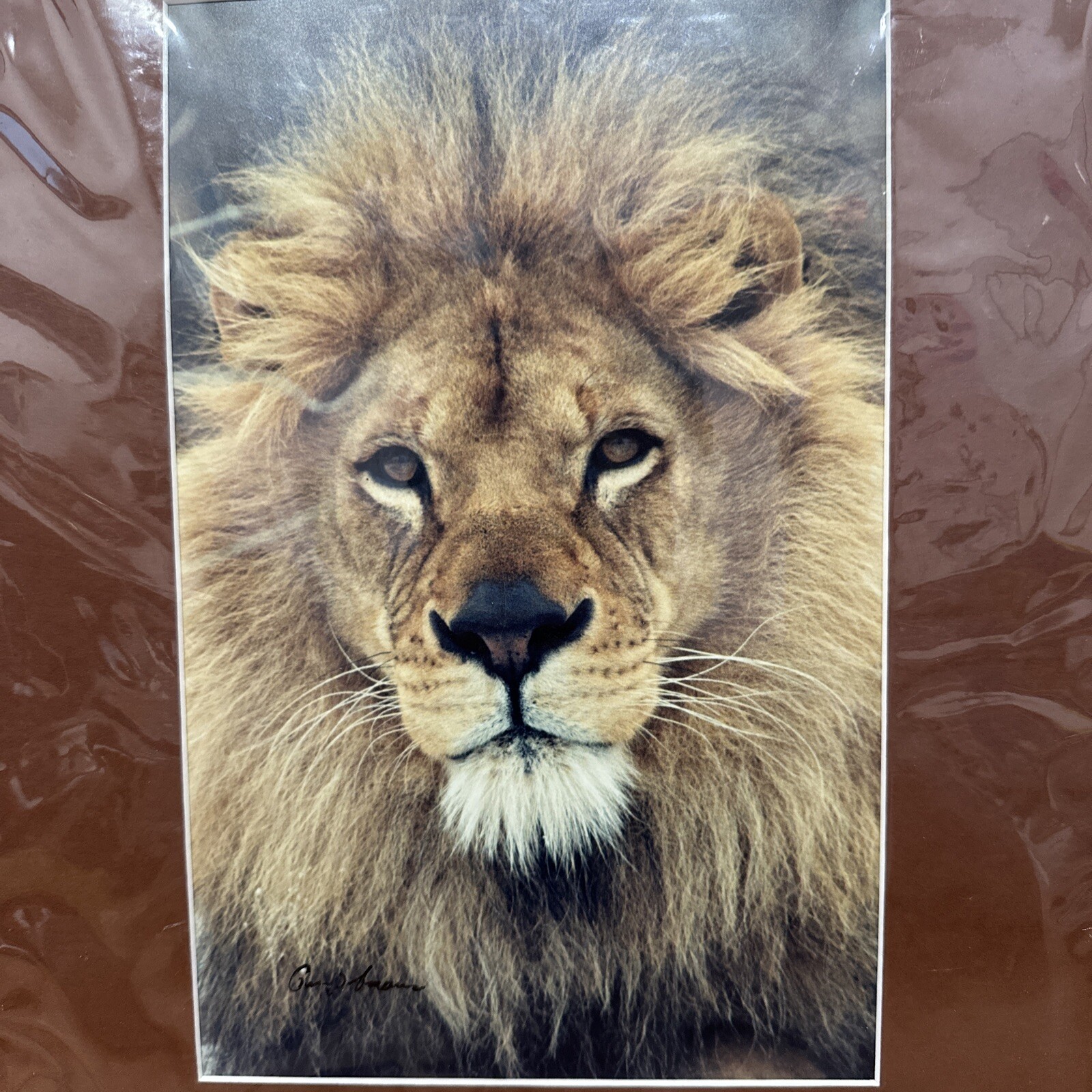 Gerry Lamarre Wildlife Photo Print 2362 The Lion Portrait Matted 16 x 12 Signed!