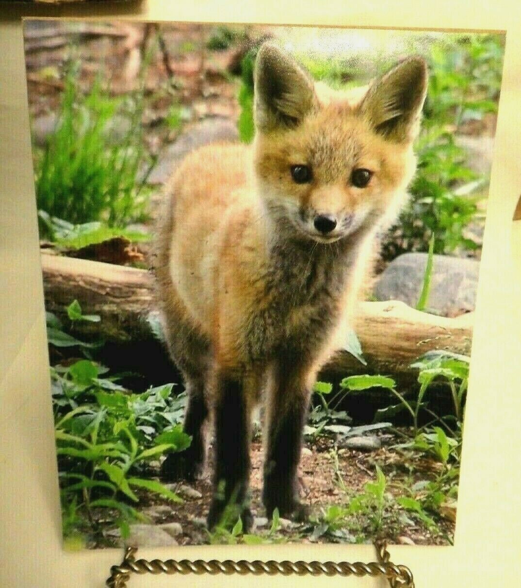 Adorable Red Fox , 8×10 photo, Wildlife Photography by Christopher Mathein