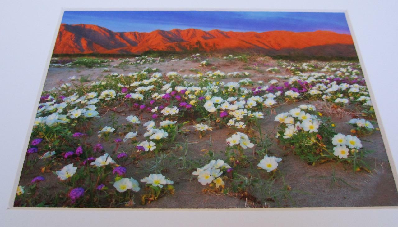 Desert Wildflowers Anza-Borrego CA 5×7 Photograph signed Brian Blackwelder – #26