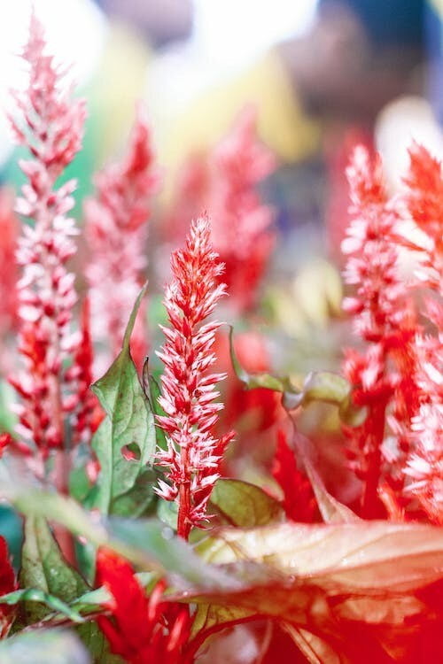 Digital Image Picture Photo Pic Wallpaper Red Flowers Nature