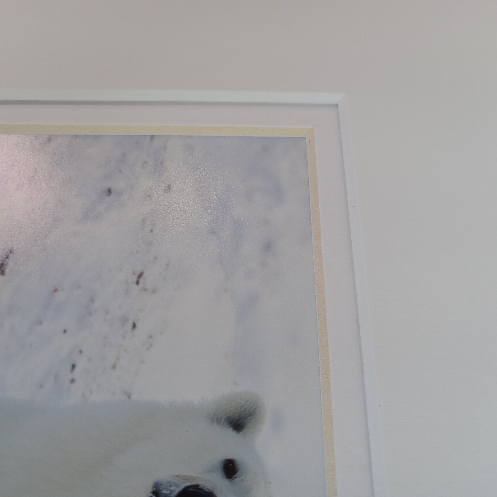 Polar Bear Photography Prints Set of 2 Matted Wildlife Art Photos Mike Johnson