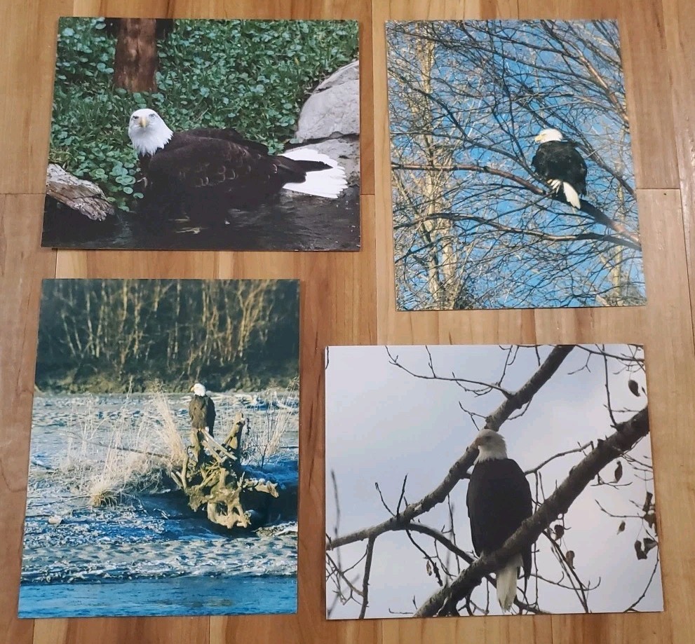 American Bald Eagle Print Pictures Lot of 4 Sitting Trees Nature Up Close 8×10