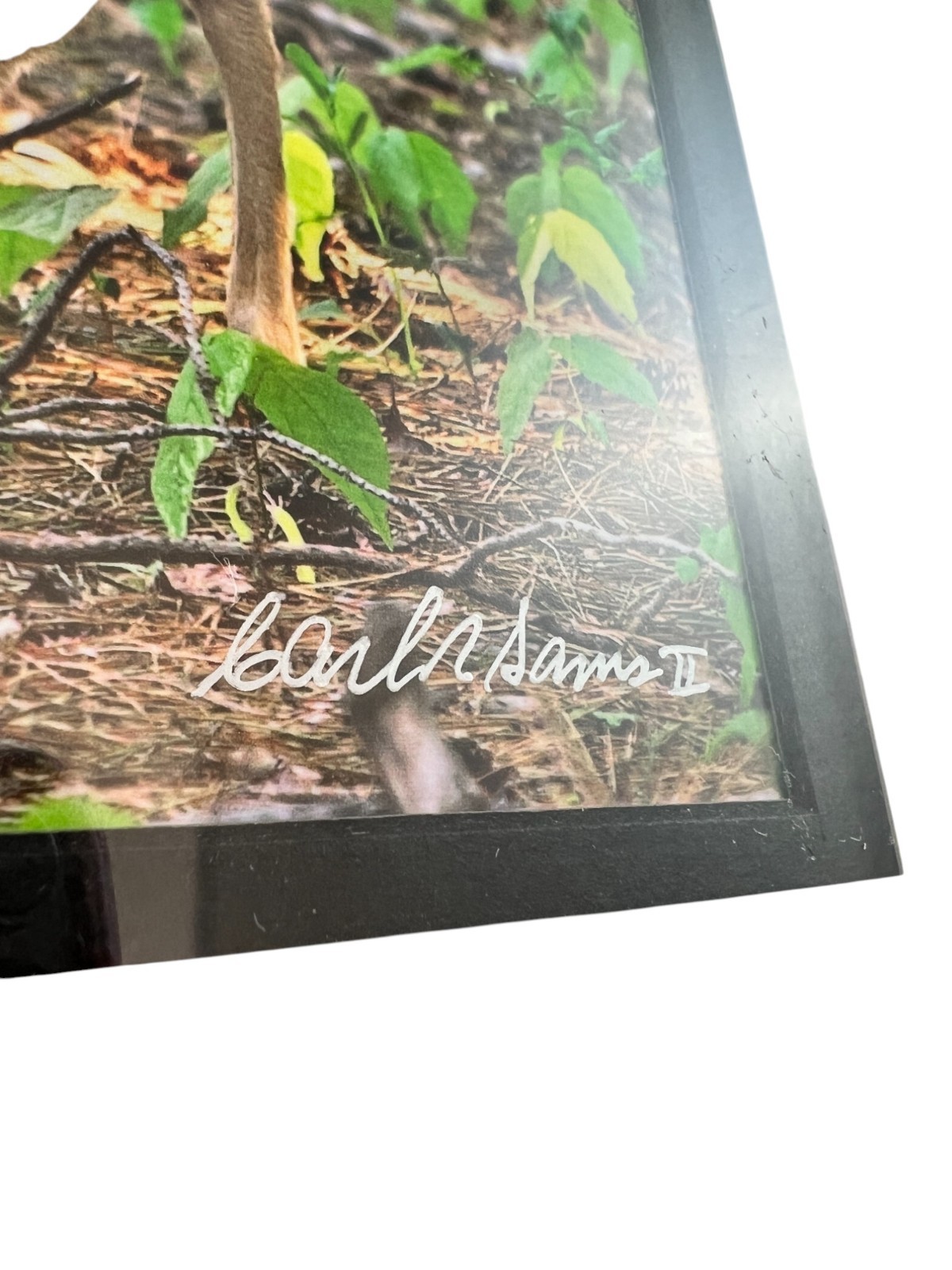 NEW Wildlife Photography Print: Stranger In The Woods ‘Mama Returns’ 8×10 Matted