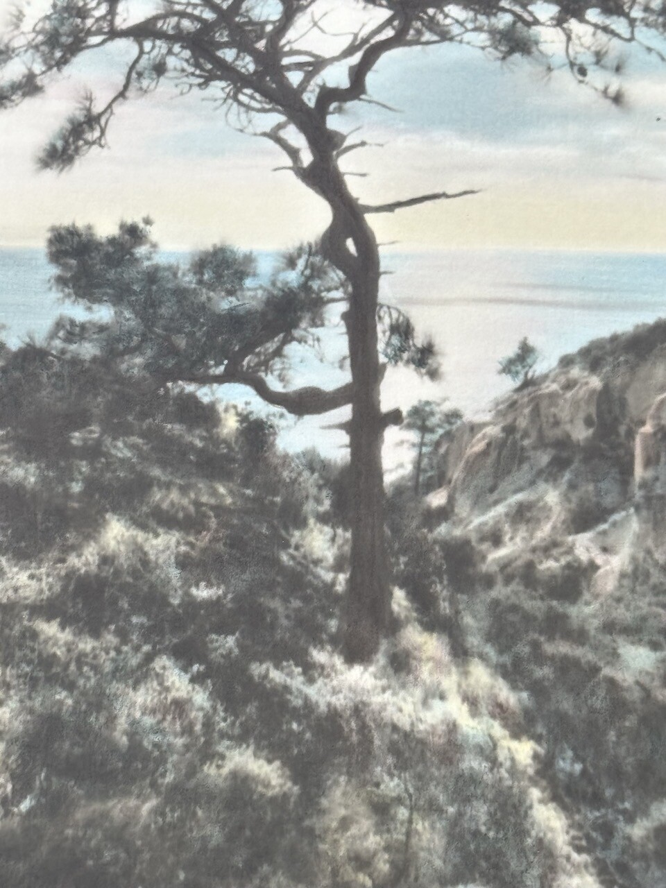 Lg VTG J.M. Garrison Hand Tinted Oil Color Photo Torrey Pines 12.5”x23.5” VGC