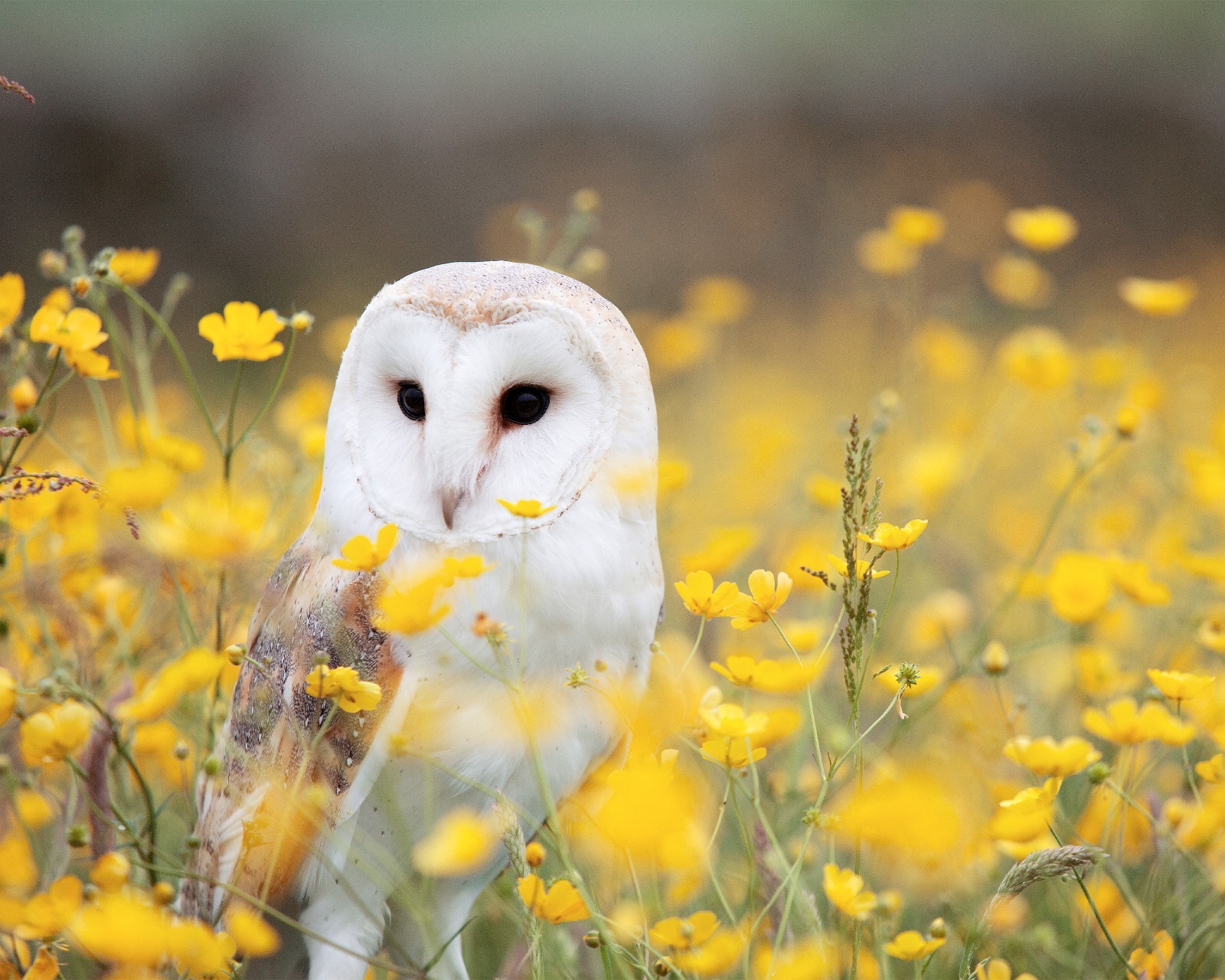 Barn Owl in the Field of Flowers 8×10 8″x10″ Photograph Print