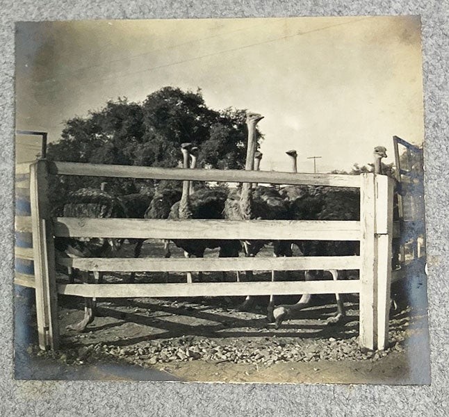 Western Americana / Vernacular Photo Album Minnesota to Canada ca. 1890s VG+