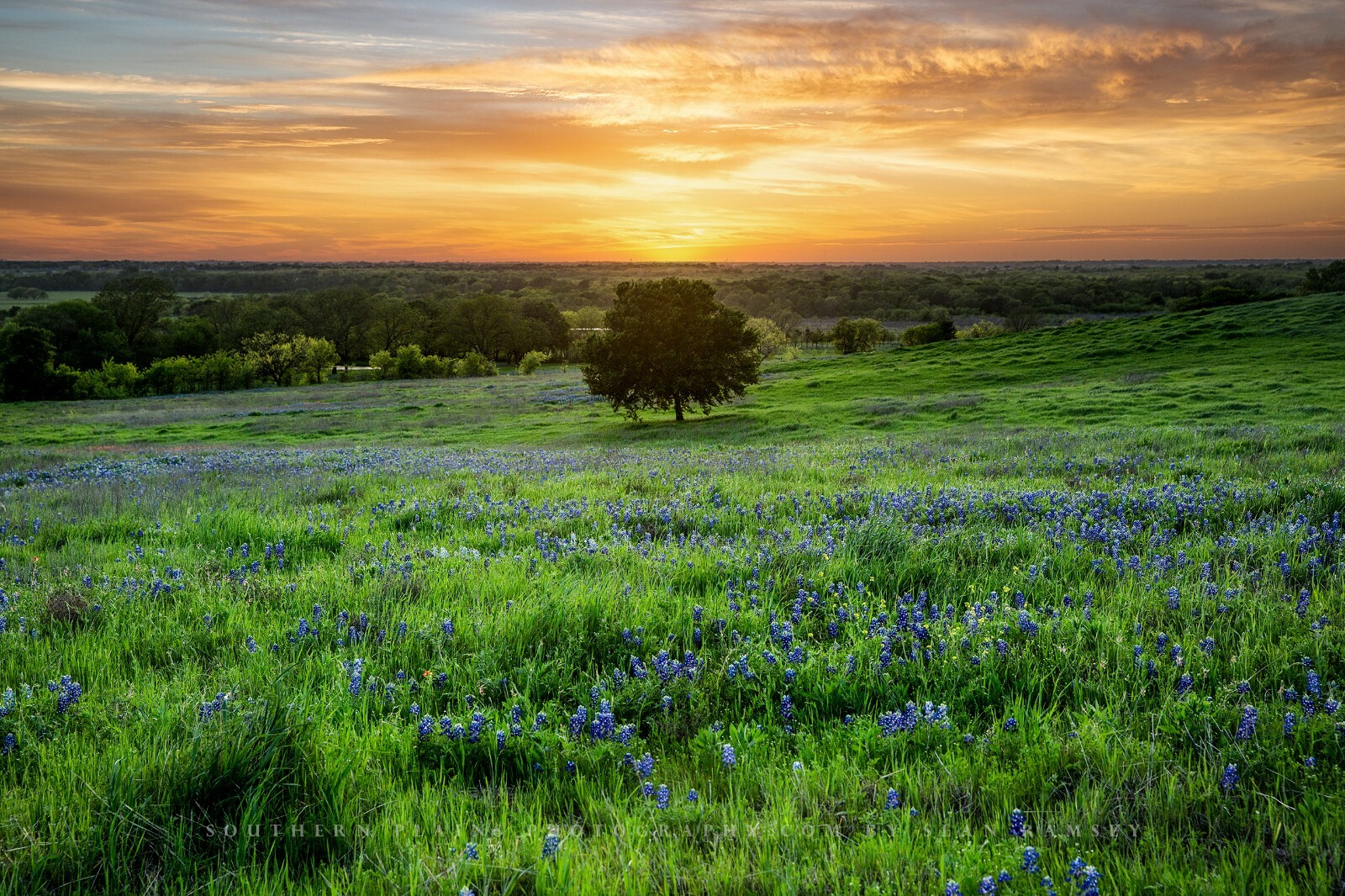 Landscape Photography Print – Picture of Tree and Bluebonnets at Sunset in Texas