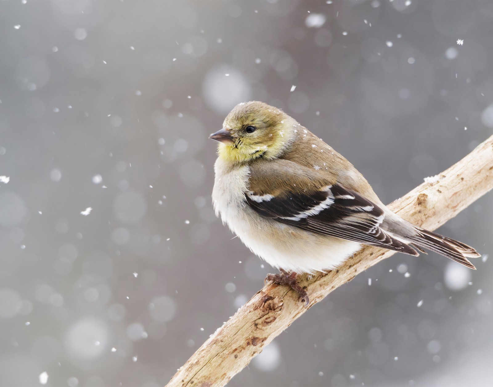 American Goldfinch Bird in Snow 11×14 Photograph Print 11″x14″