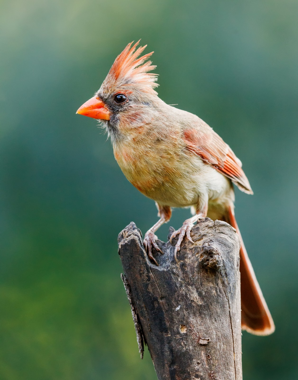 Female Northern Cardinal Bird 11×14 Photograph Print 11″x14″
