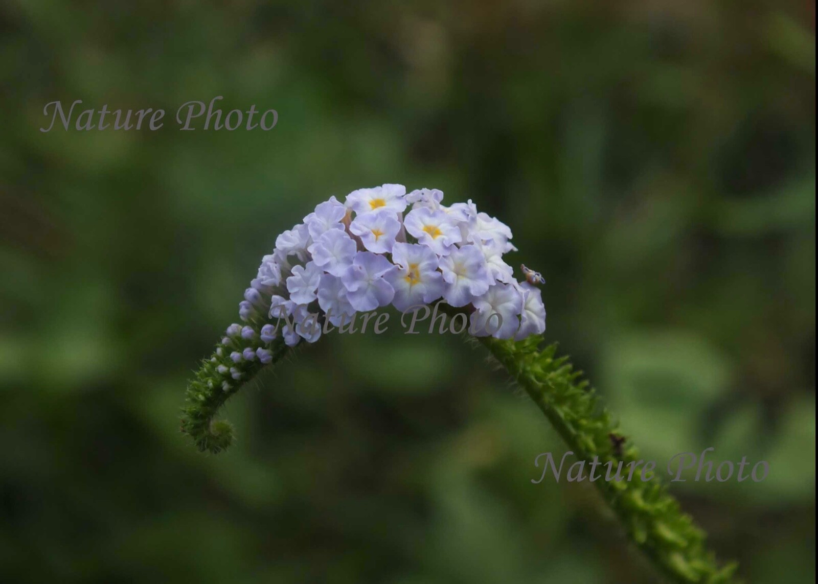 Original Unframed Beautiful Wildflower Photograph, Image, Wall Art Sri Lanka