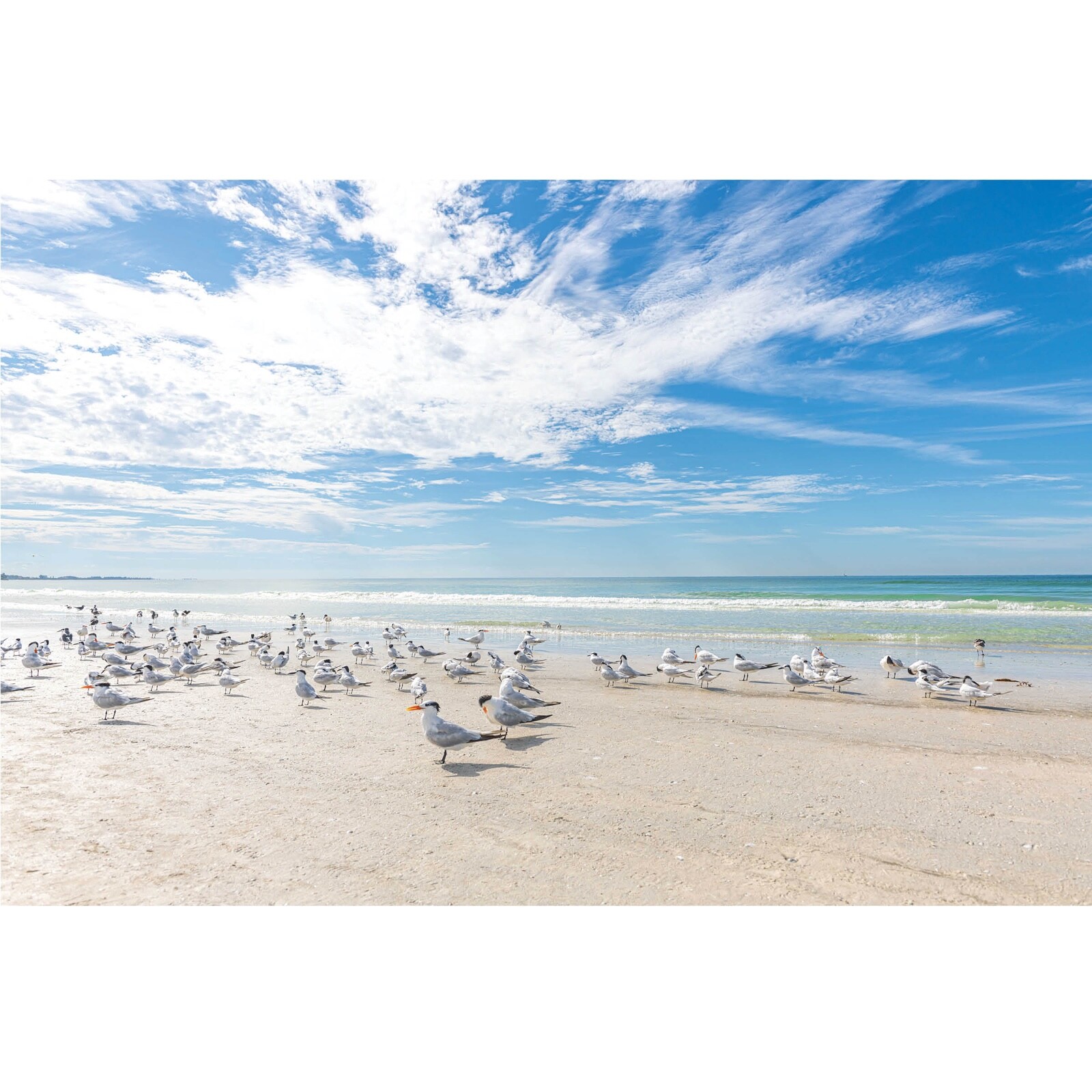 Birds on the Beach Photo, Siesta Key Photography Wall Art Beach House, Wildlife