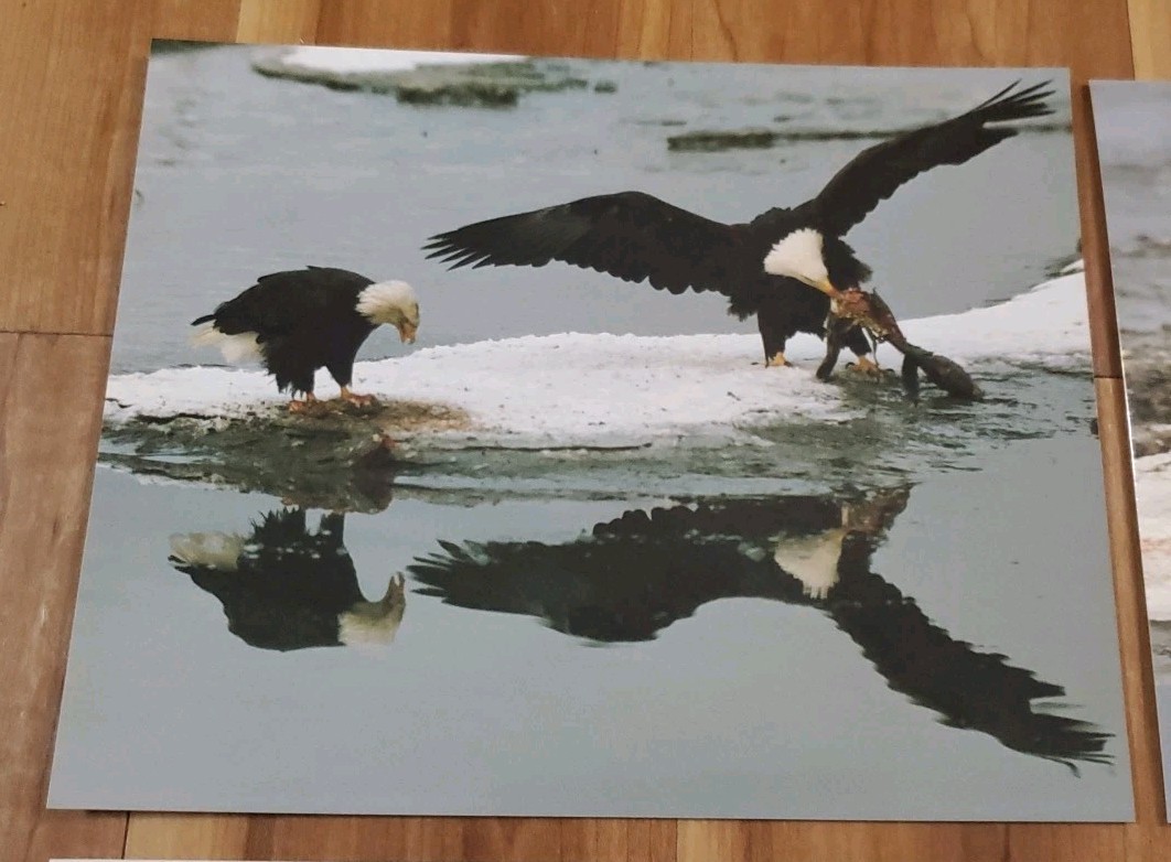American Bald Eagle Print Pictures Lot of 4 Mirror Image Reflection Water 8×10