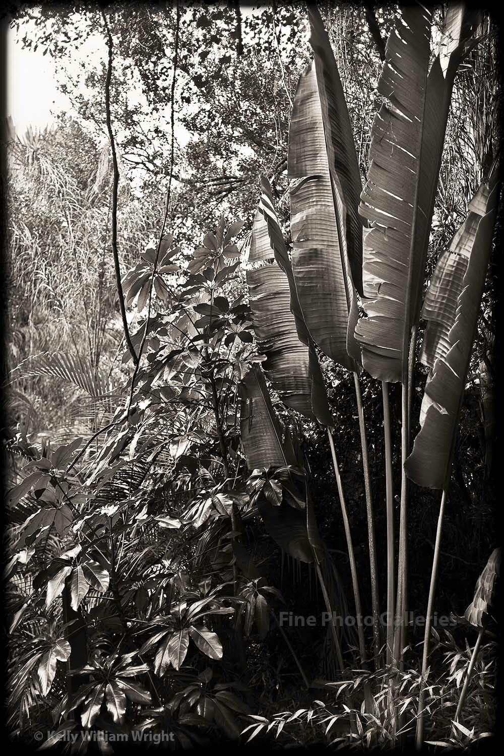 KELLY WILLIAM WRIGHT Jungle Landscape Wild Travelers Palm Botanical Plant Photo