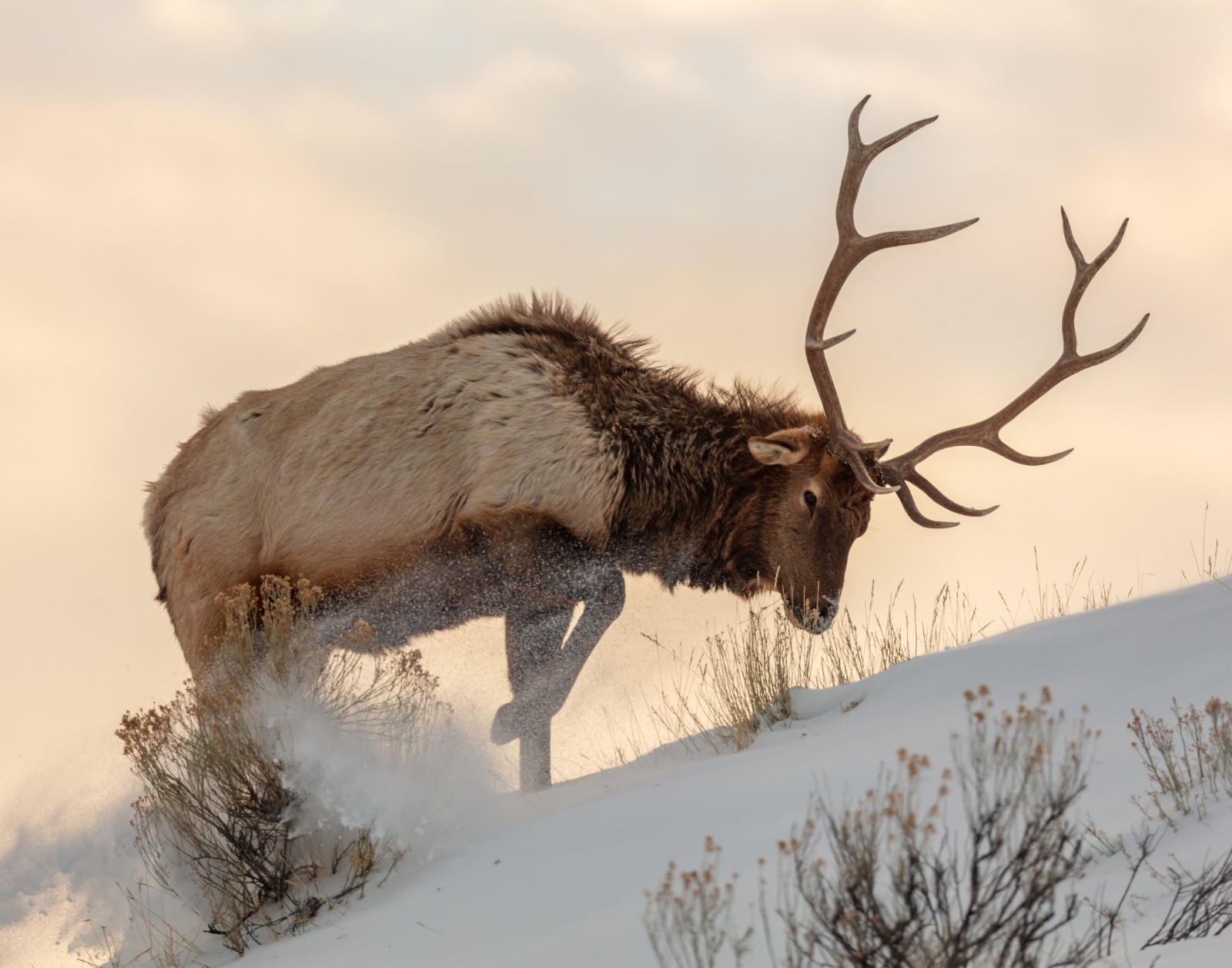 Bull Elk Searches for Food Beneath the Snow Photograph 11×14 Print 11″x14″