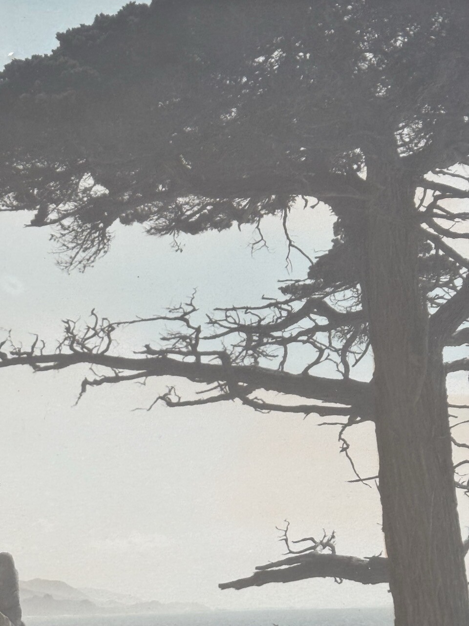 Lg Vtg Hand Tinted Oil Colored Photo Coastal Cypress Trees 12.75”x15.75” VG