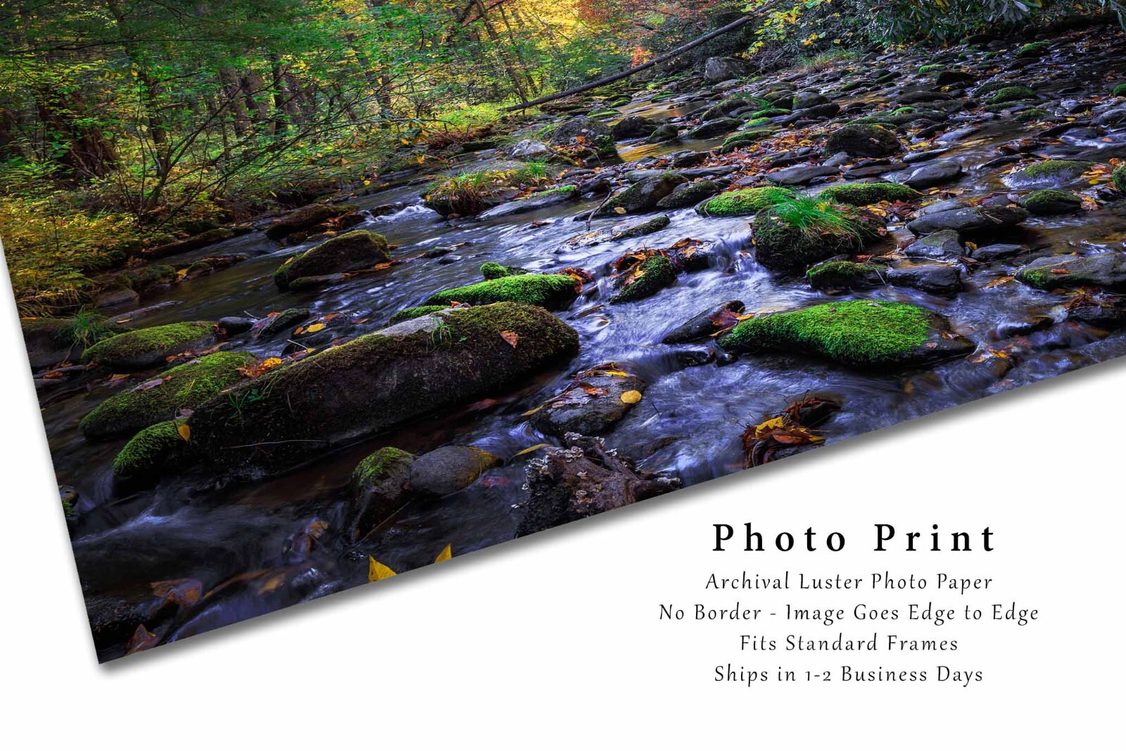 Forest Photography Print – Picture of Creek in Great Smoky Mountains Tennessee