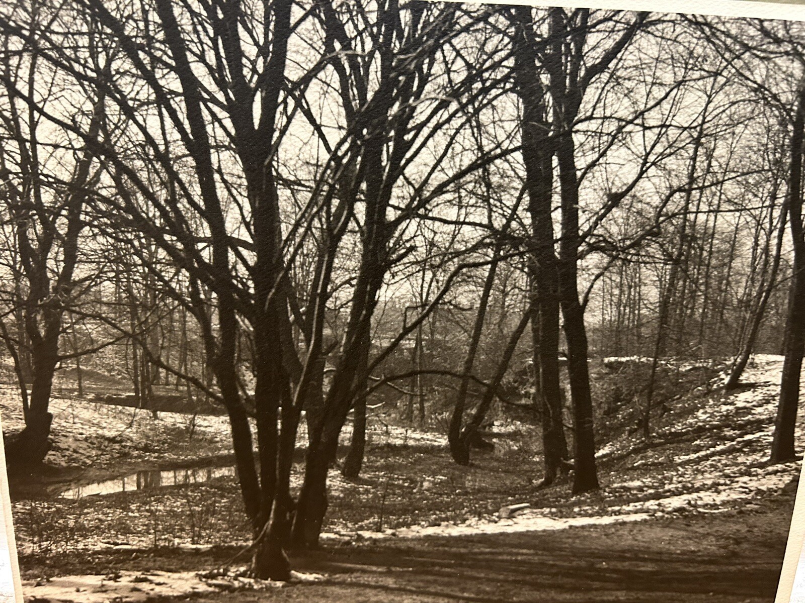 Arthur Gray Standard Oil Photographer Cleveland Ohio Americana Wooded Landscape!