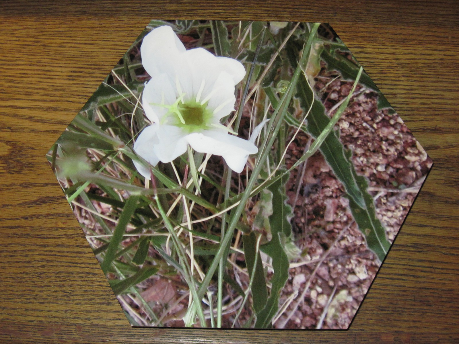 EVENING PRIMROSE, wall hanging, Photo-printed-on-metal hexagon, 11 x 9.5 inches