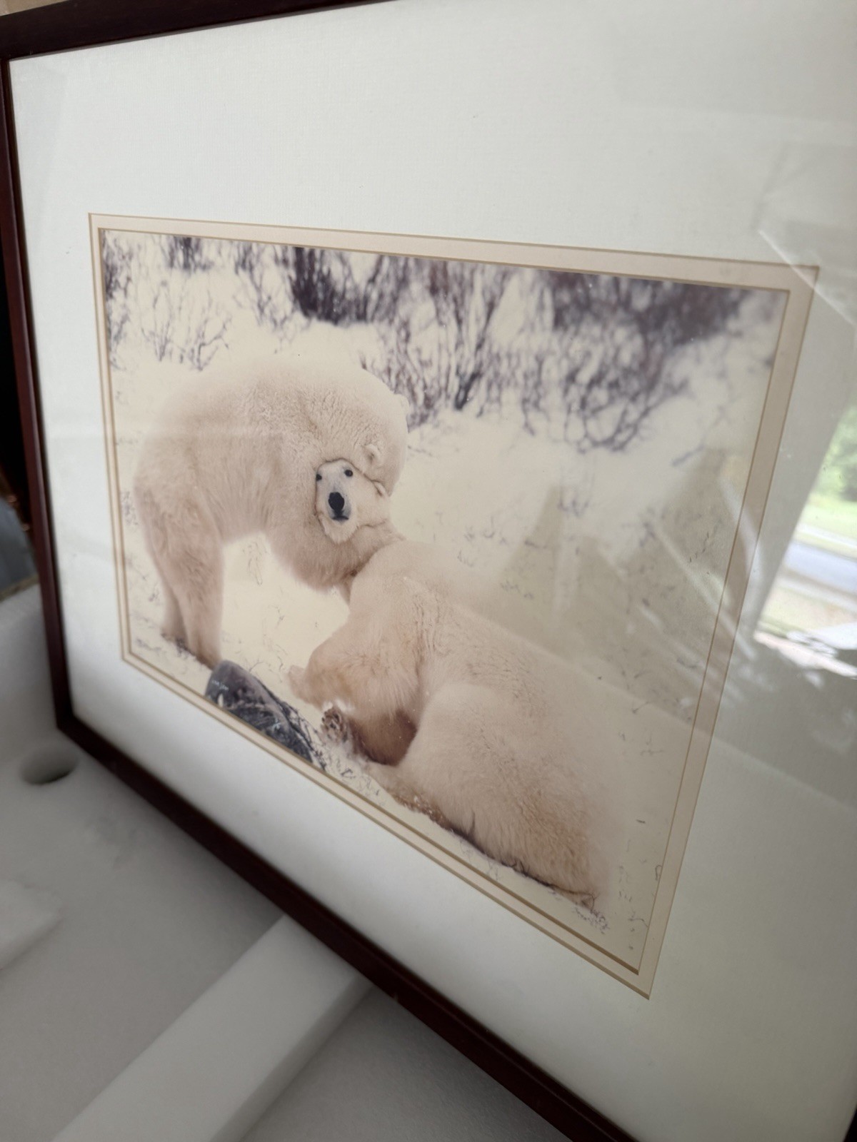 Framed Polar Bear Wildlife Color Landscape Photograph Animals Nature Art Print