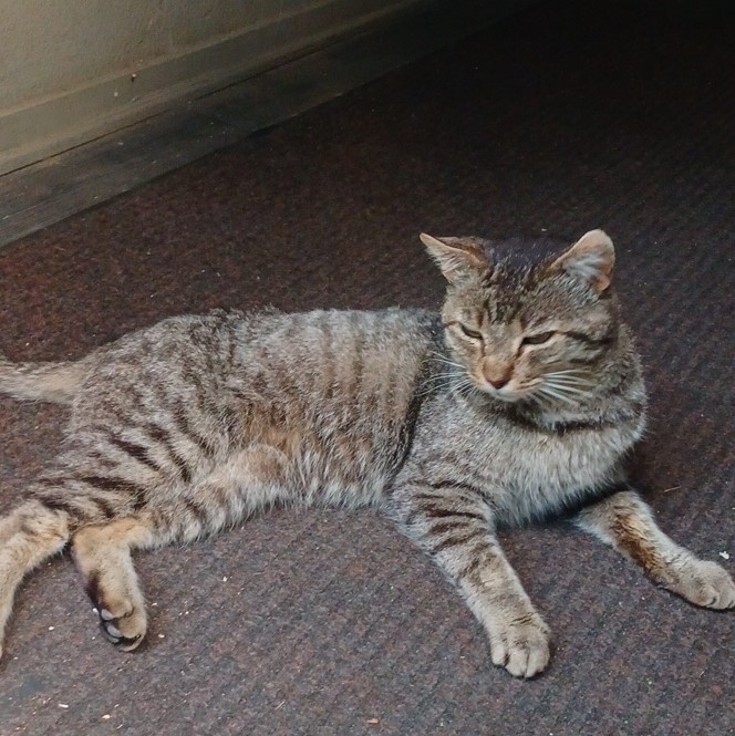 Color Cat Photograph – Tabby Cat Lying on Floor Mat, Animals Theme