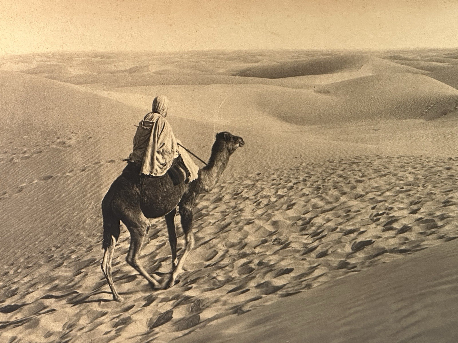 As Found Framed Lehnert & Landrock Panoramic Photo North African Desert Camel