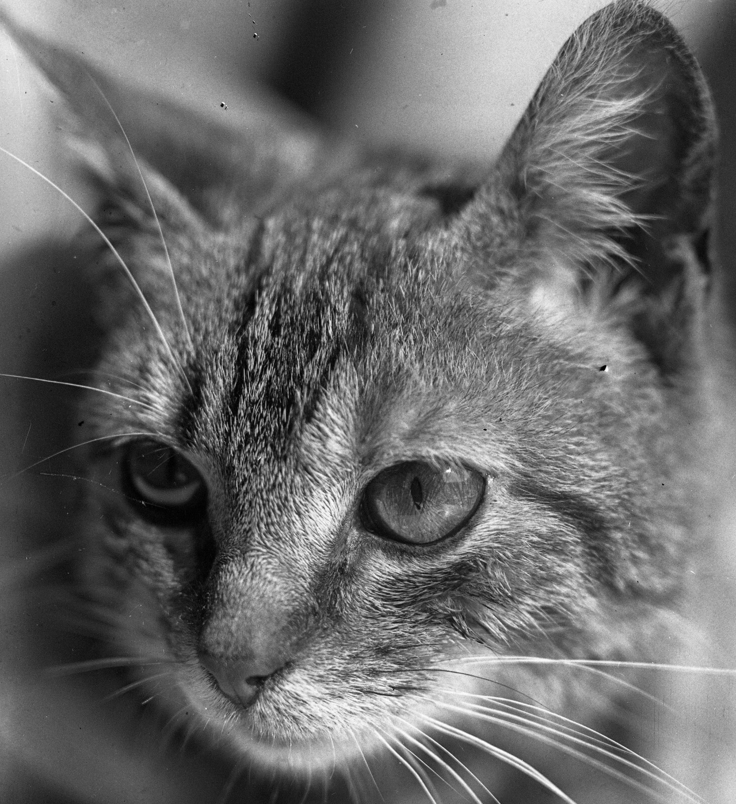 fine art GLASS PHOTO NEGATIVE, 1910’s, CAT, amazing CAT’s portrait it is an ori