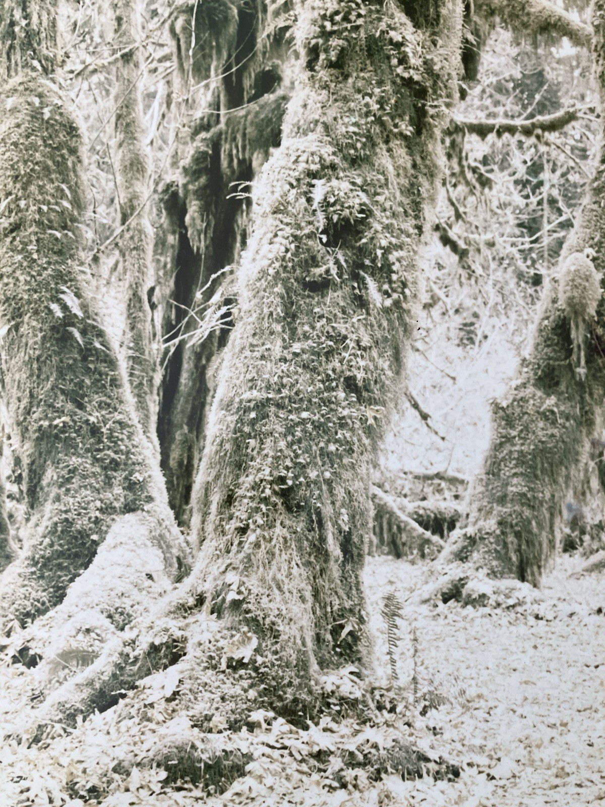 Ray Atkeson Original Photo Large Frames Signed Old Forest Landscape Oregon